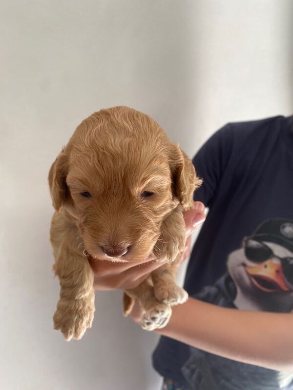 Cockapoo - Image 3 of 6