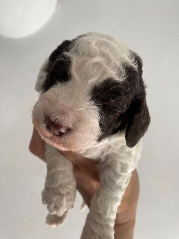 Cockapoo - Image 4 of 6