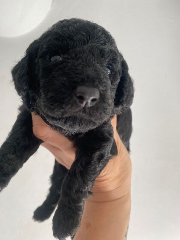 Cockapoo - Image 5 of 6