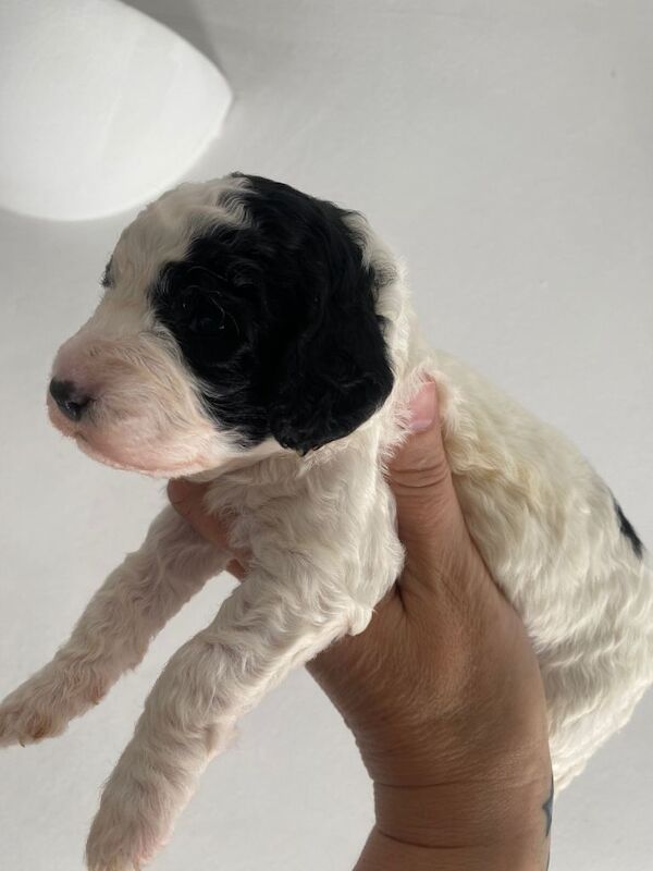 Cockapoo - Image 6 of 6