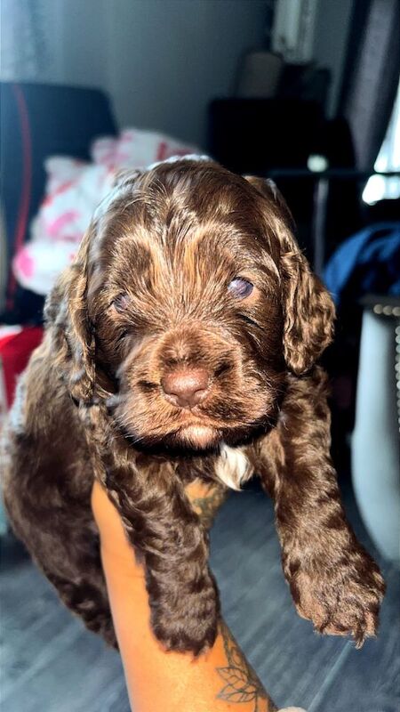 Cockapoo