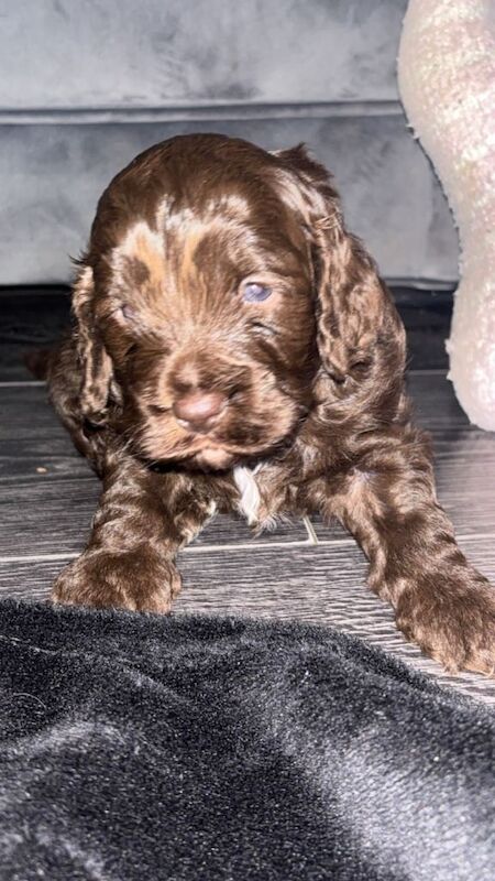 Cockapoo - Image 2 of 3