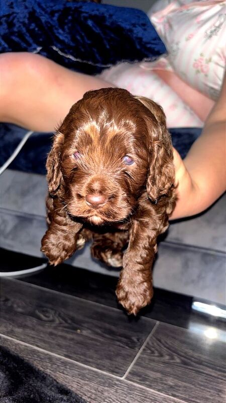 Cockapoo - Image 3 of 3