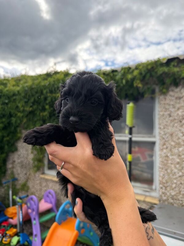 Cockapoo - Image 4 of 6