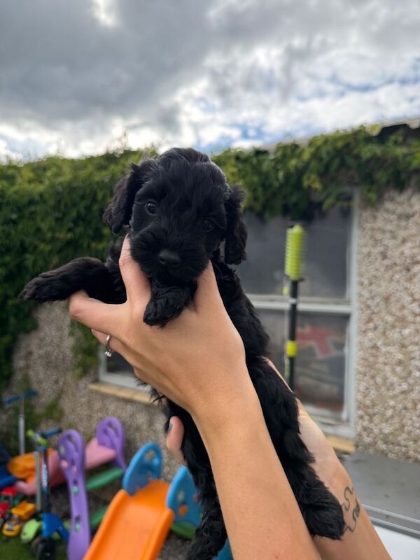 Cockapoo - Image 5 of 6