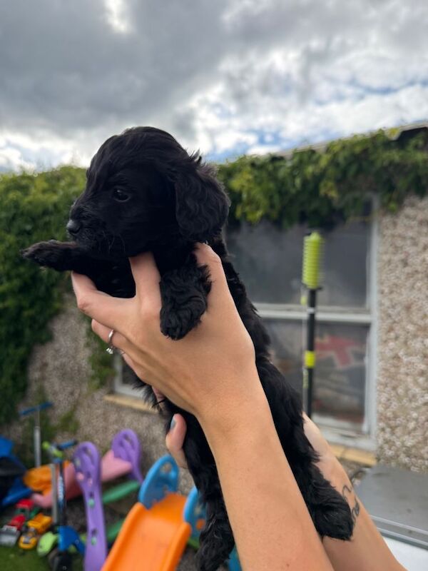 Cockapoo - Image 6 of 6