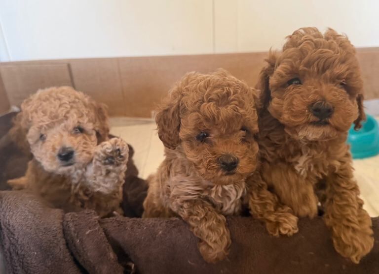 Cockapoo Puppies For Sale