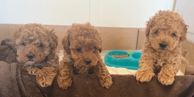Cockapoo - Image 2 of 6