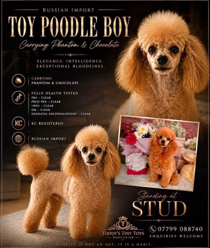 Cockapoo - Image 3 of 6