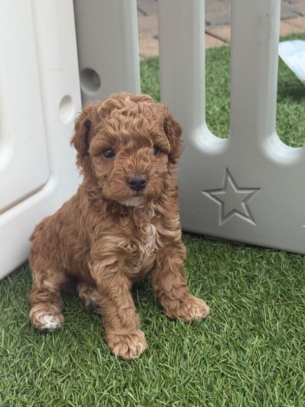 Cockapoo - Image 4 of 6