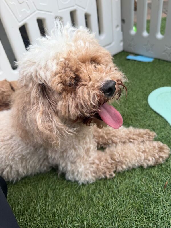 Cockapoo - Image 5 of 6
