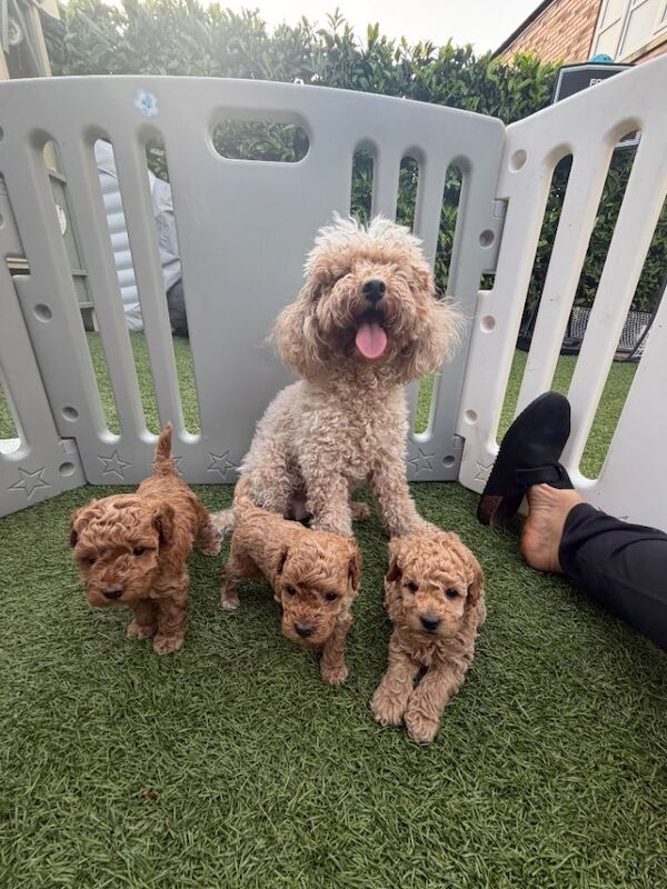 Cockapoo - Image 6 of 6