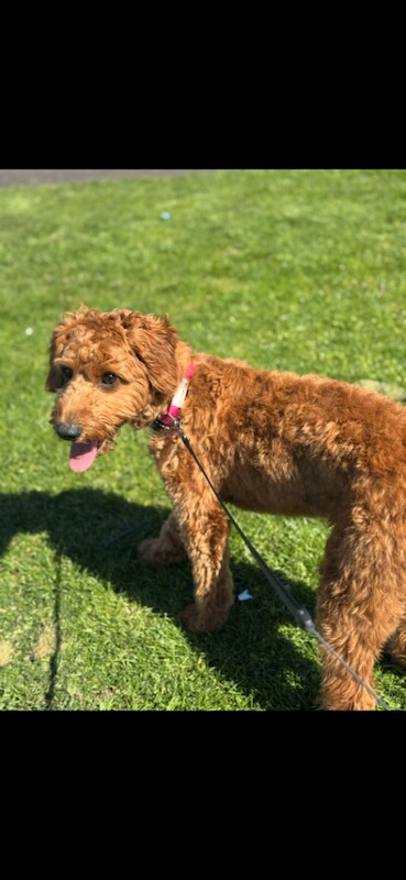 Cockapoo