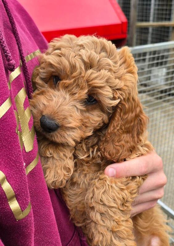 Cockapoo - Image 2 of 3