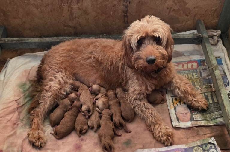 Cockapoo - Image 3 of 3