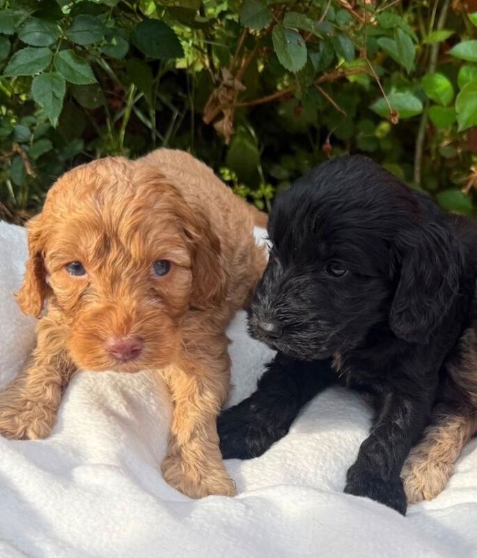 Cockapoo