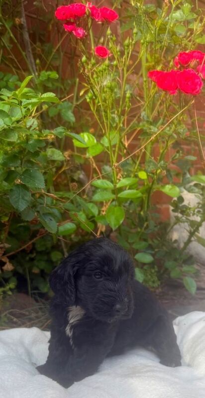 Cockapoo - Image 2 of 3