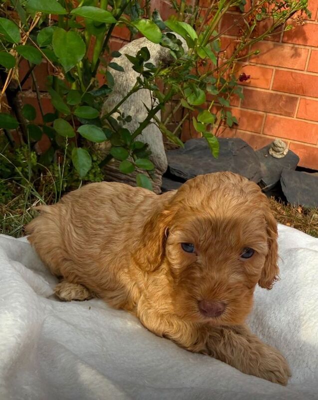 Cockapoo - Image 3 of 3