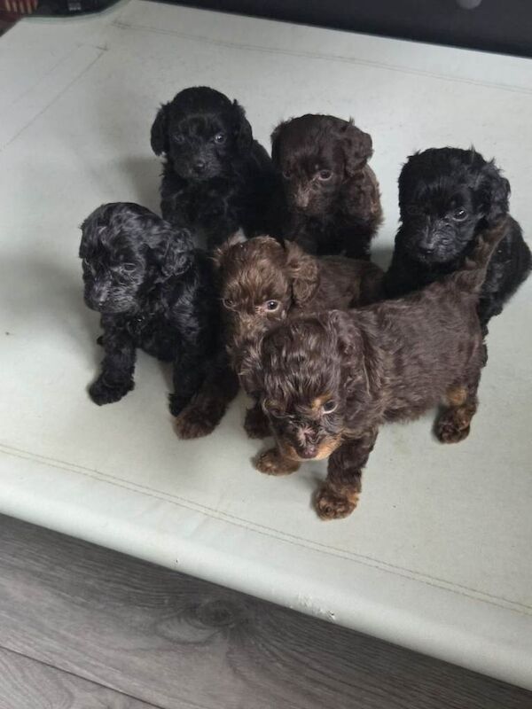 Cockapoo - Image 2 of 5