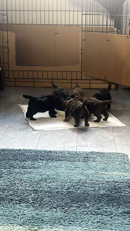 Cockapoo - Image 3 of 5