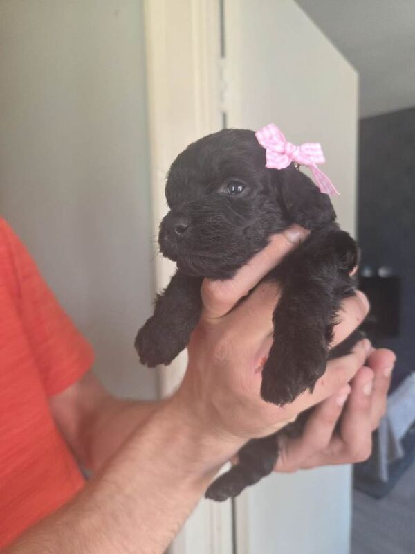 Cockapoo - Image 4 of 5