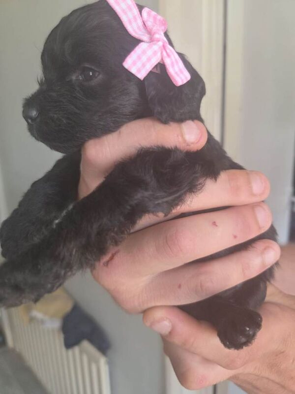 Cockapoo - Image 5 of 5