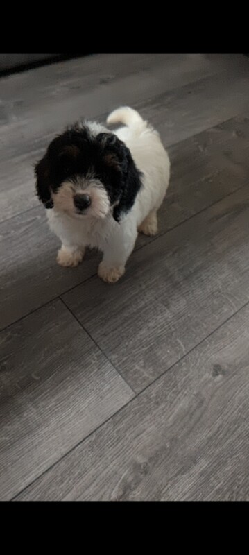Cockapoo
