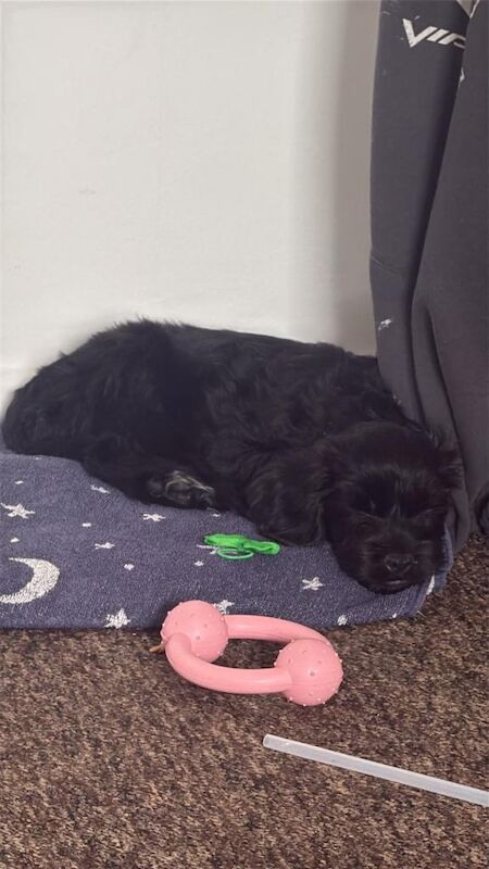 Cockapoo - Image 4 of 6