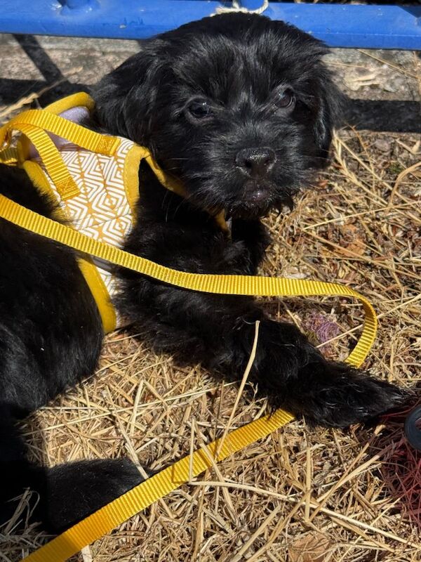 Cockapoo - Image 5 of 6