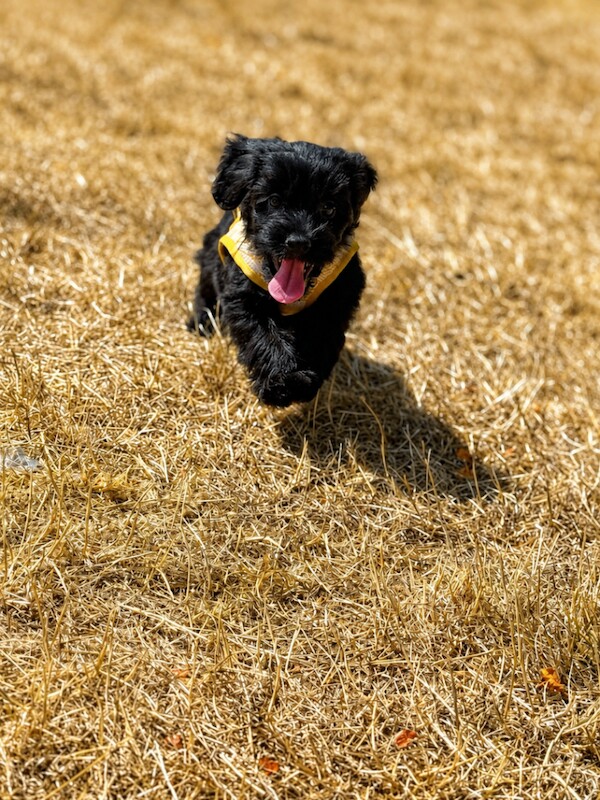 Cockapoo - Image 6 of 6
