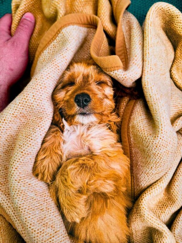 Cockapoo - Image 3 of 4