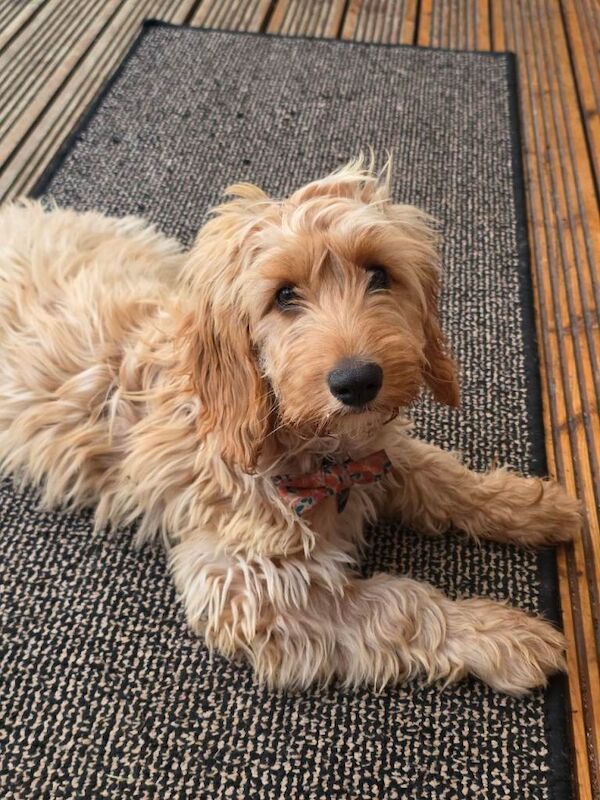 Cockapoo - Image 4 of 4