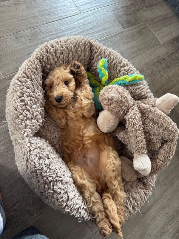Cockapoo - Image 2 of 4