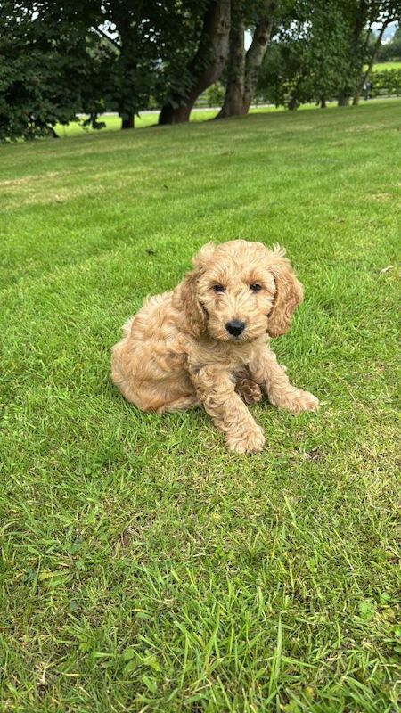 Cockapoo - Image 3 of 4