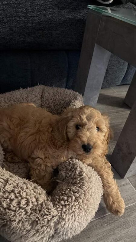 Cockapoo - Image 4 of 4
