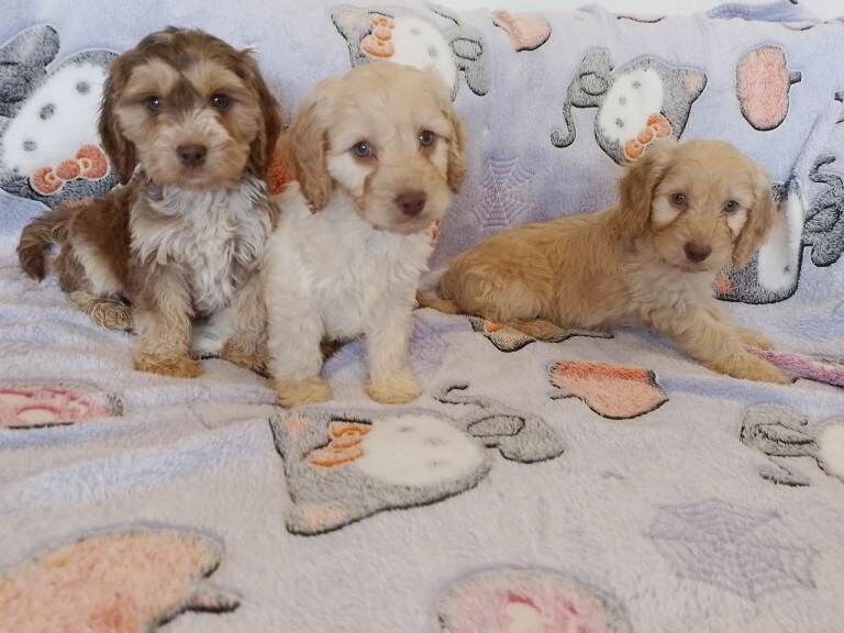 Cockapoo - Image 2 of 3