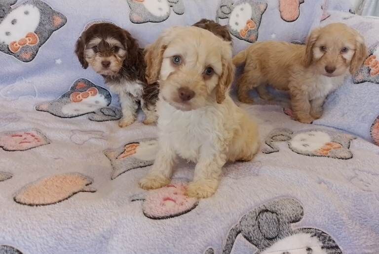 Cockapoo - Image 3 of 3