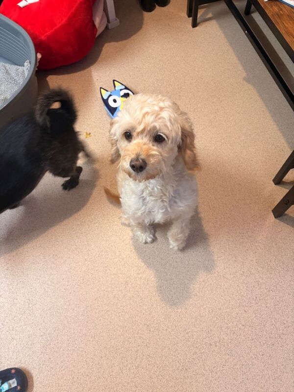 Cockapoo