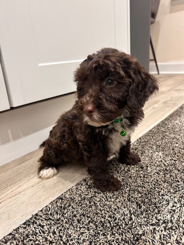 Cockapoo - Image 5 of 5