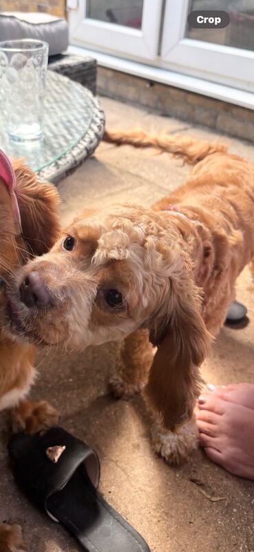 Cockapoo puppies for sale in Faversham, Kent – 8 months old