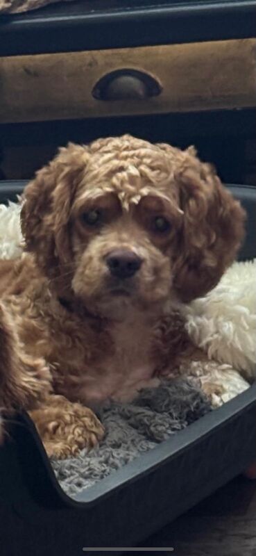 Cockapoo puppies for sale in Faversham, Kent – 8 months old - Image 2 of 4