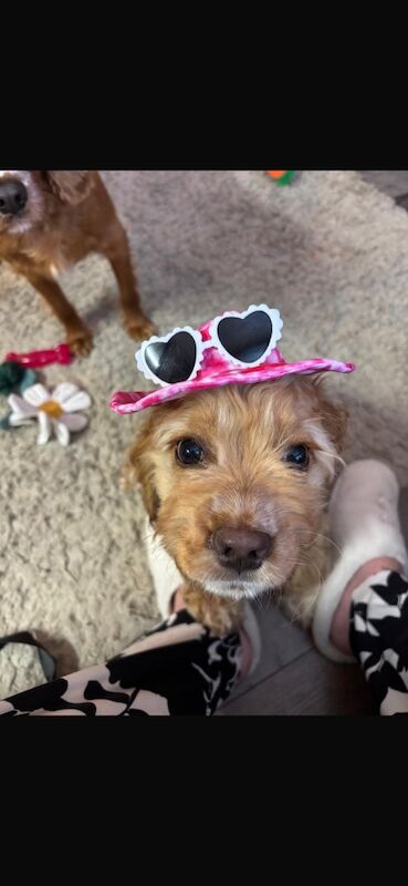 Cockapoo puppies for sale in Faversham, Kent – 8 months old - Image 3 of 4