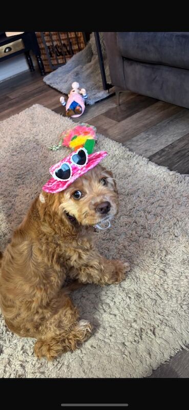 Cockapoo puppies for sale in Faversham, Kent – 8 months old - Image 4 of 4