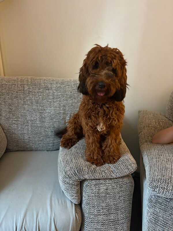 Cockapoo puppies for sale in Dartford, Kent – 9 months old