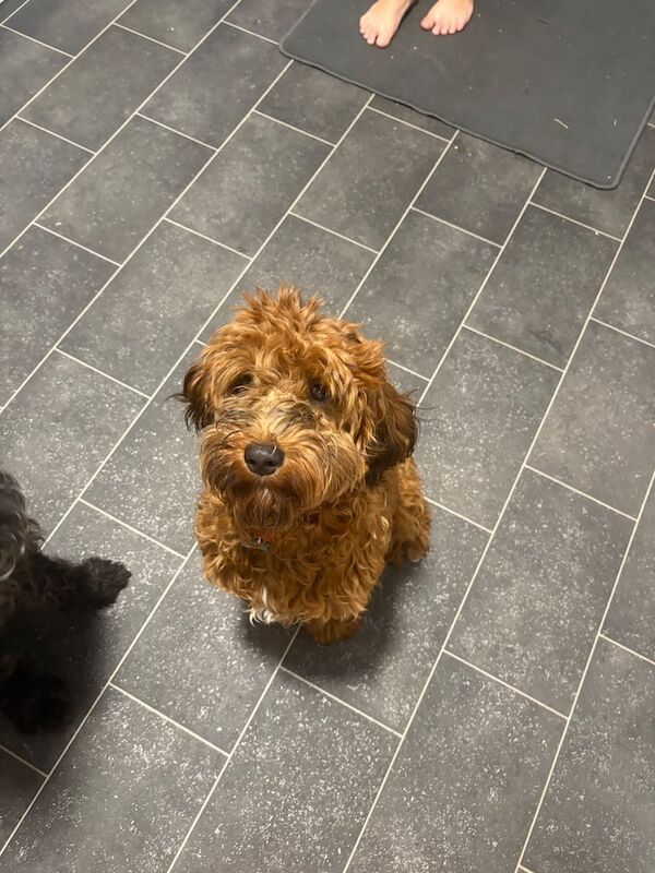 Cockapoo puppies for sale in Dartford, Kent – 9 months old - Image 2 of 3