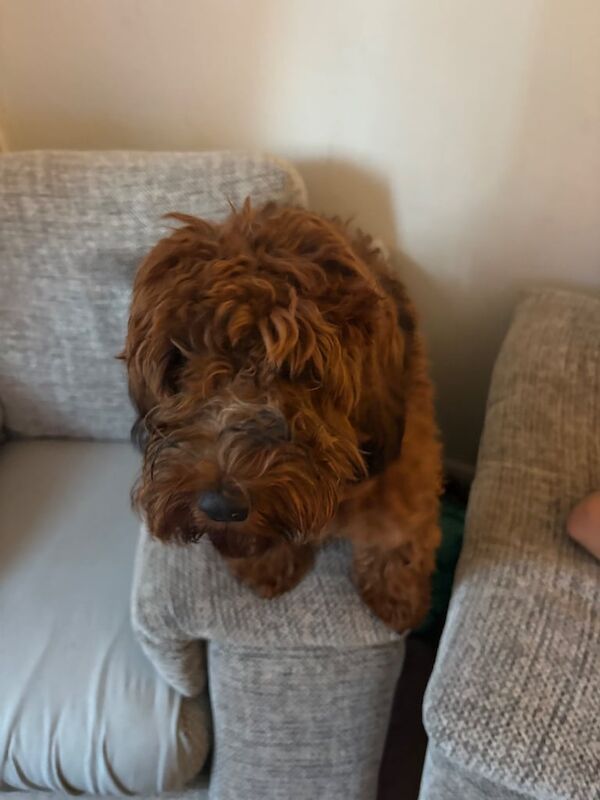 Cockapoo puppies for sale in Dartford, Kent – 9 months old - Image 3 of 3