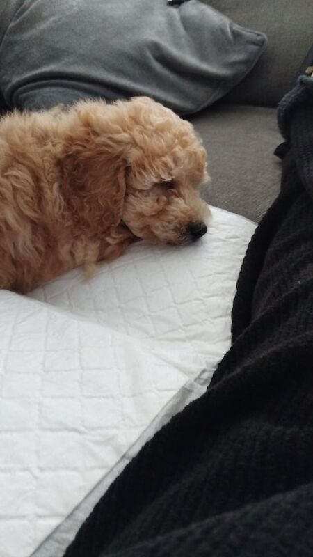 Cockapoo puppies for sale in Ballynahinch, County Down β 10 weeks old