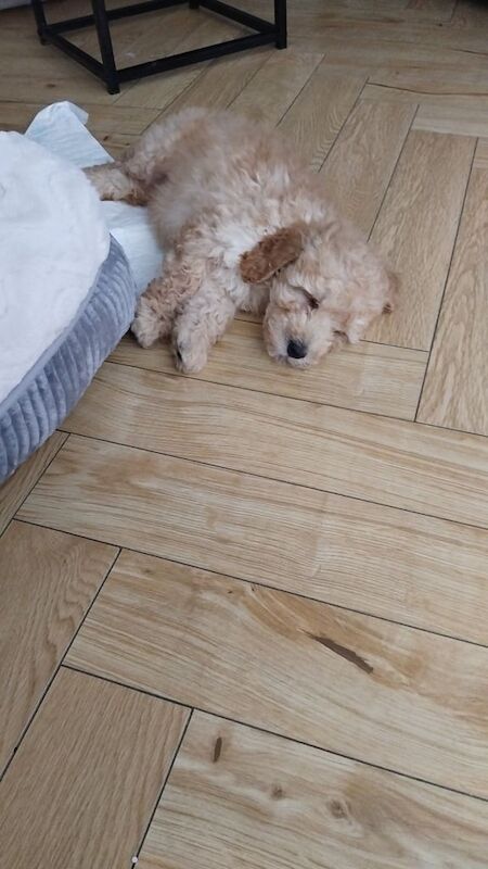 Cockapoo puppies for sale in Ballynahinch, County Down – 10 weeks old - Image 2 of 3