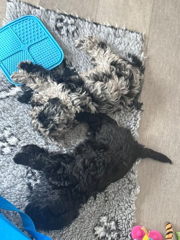 Cockapoo puppies for sale in Peterhead, Aberdeenshire – 9 weeks old