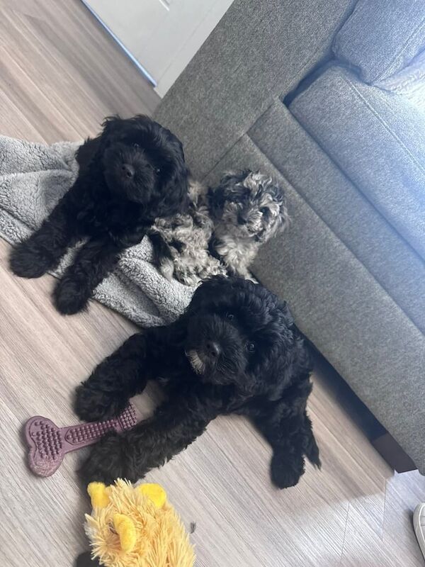 Cockapoo puppies for sale in Peterhead, Aberdeenshire – 9 weeks old - Image 2 of 3